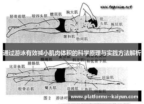 通过游泳有效减小肌肉体积的科学原理与实践方法解析